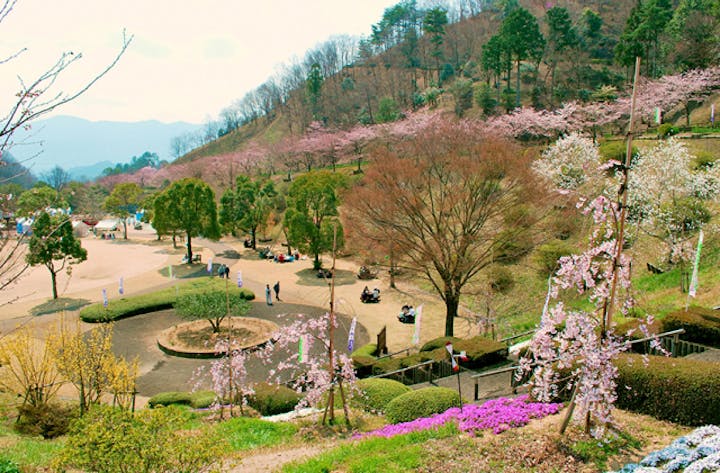 神山森林公園イルローザの森・桜
