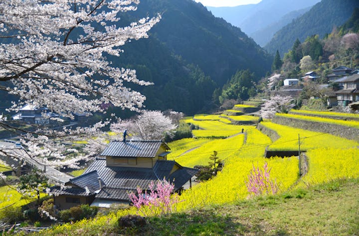 大久保の菜の花