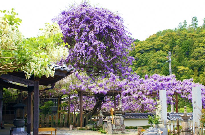 神光寺ののぼり藤