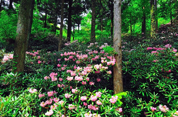 岳人の森のシャクナゲ