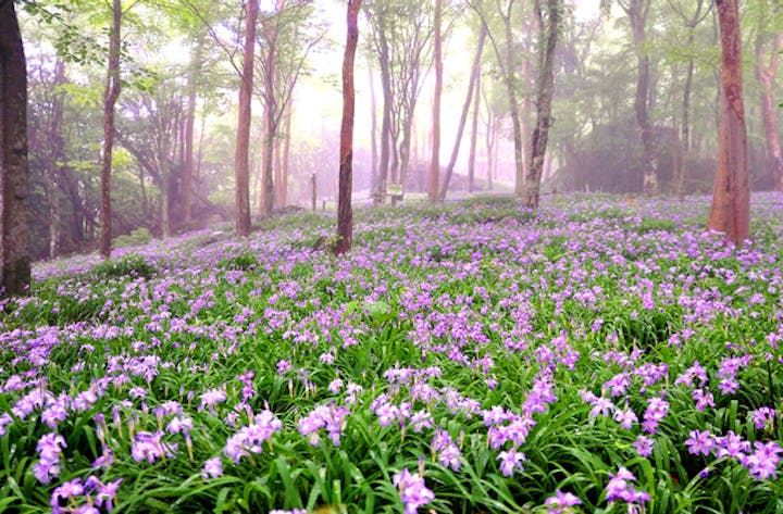 岳人の森のヒメシャガ