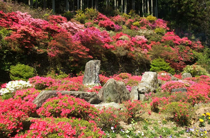 上分花の隠里のつつじ