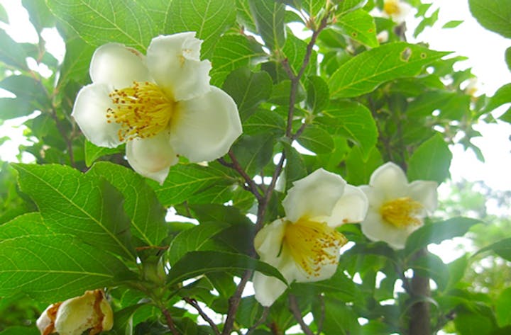 岳人の森のナツツバキ