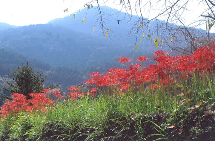 神山温泉創造の森の彼岸花