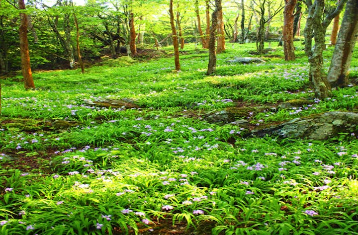 四国山岳植物園 岳人の森 アソビュー