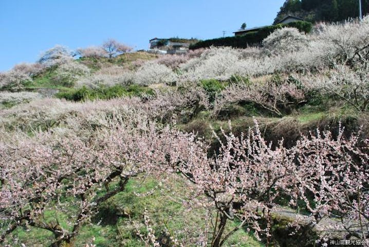 【2021年イベント中止】阿川梅の里・梅まつり