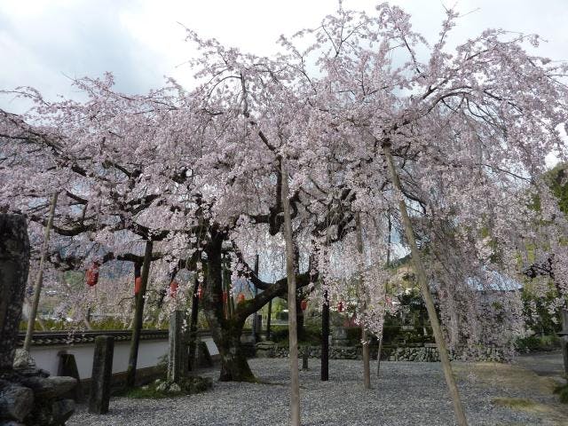 【2021年開催中止】明王寺・しだれ桜まつり