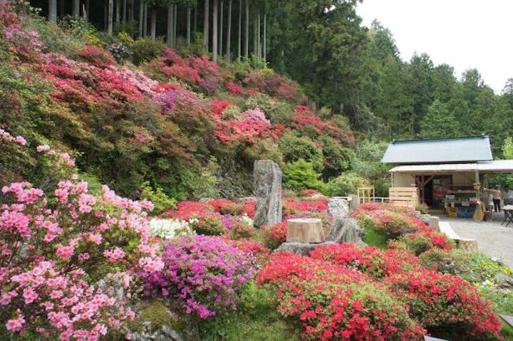 上分花の隠里ツツジまつり