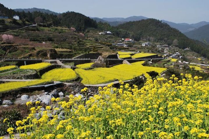 【2021年イベント中止】江田菜の花の里菜の花まつり