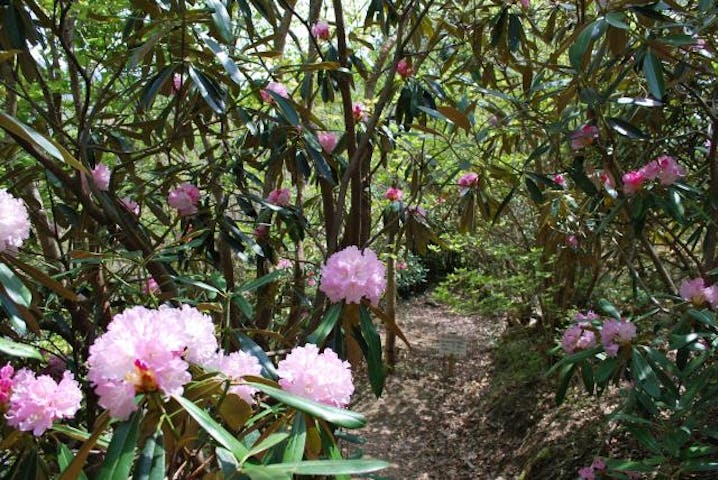 春の岳人の森まつり