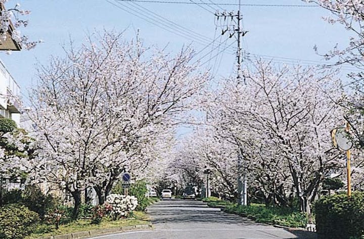 【2021年中止】岩脇公園桜まつり
