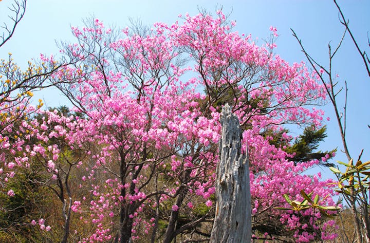 スーパー林道のアケボノツツジ