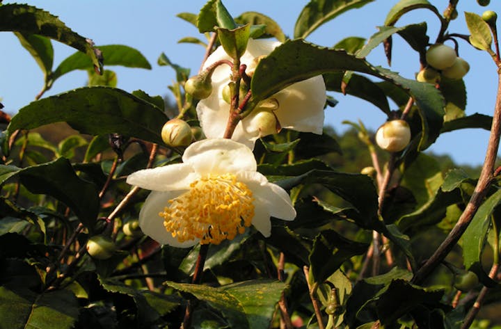 相生の茶の花