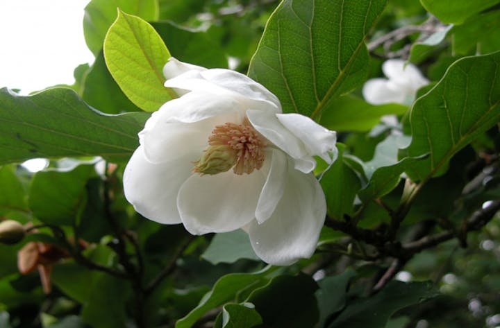 スーパー林道のオオヤマレンゲ