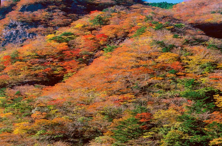 高の瀬峡の紅葉