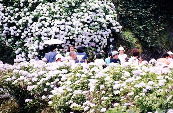 【2021年中止】内妻あじさい祭り