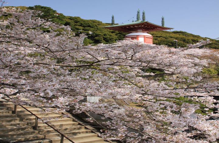 薬王寺と日和佐城の桜