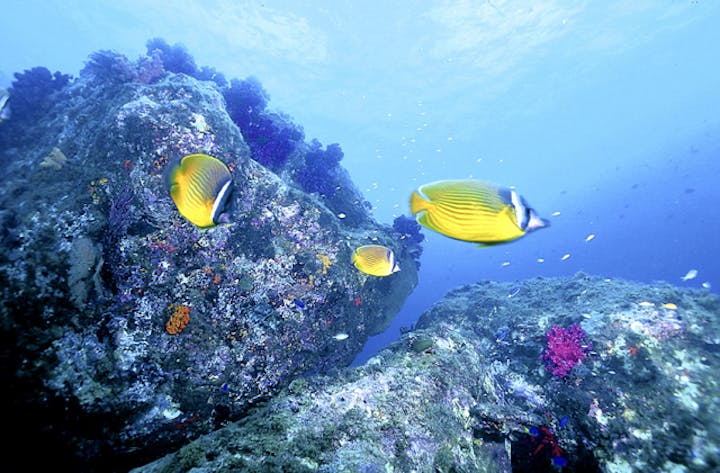 竹ヶ島海中公園