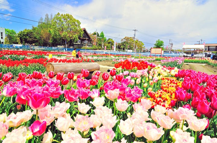 北島チューリップ公園のチューリップ