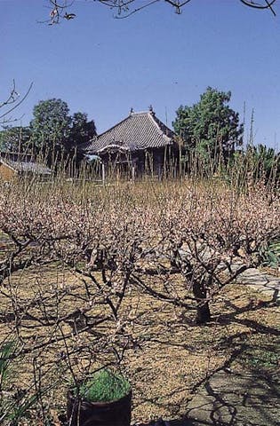 千光寺の臥竜梅