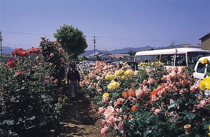 藍住町バラ園