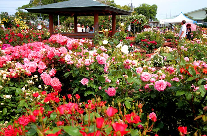 藍住町バラ園のバラ