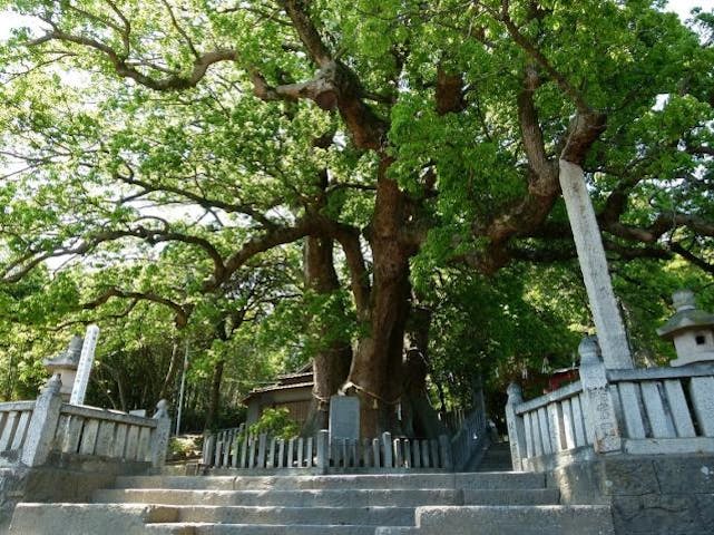 岡上神社の大クス