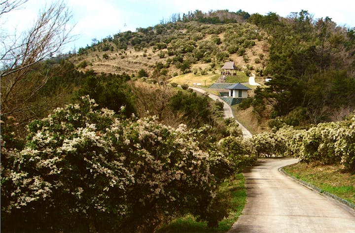 あせび公園のあせび