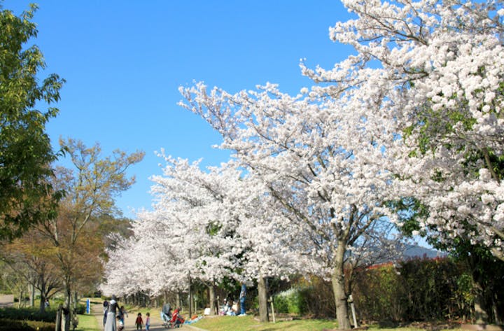 あすたむ桜並木