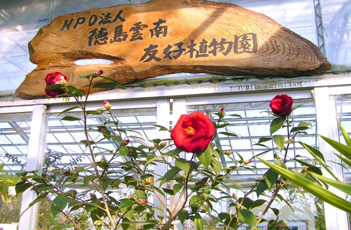 徳島雲南友好植物園の椿