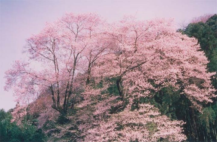 吉良のエドヒガン桜
