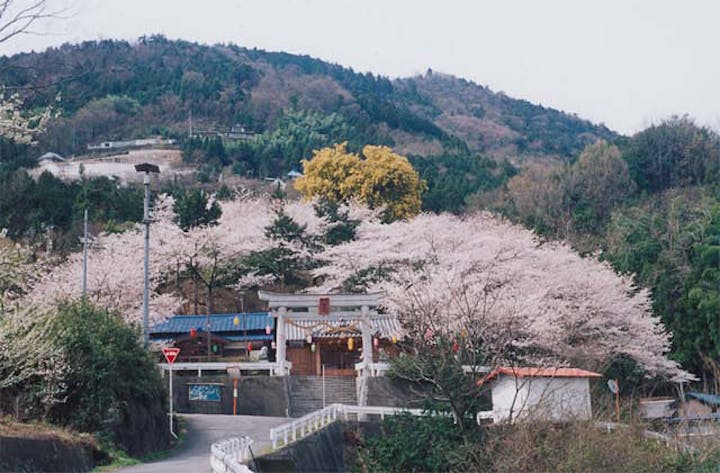 お天王さんの桜