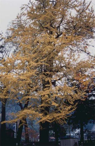 熊野十二所神社のラッパイチョウ
