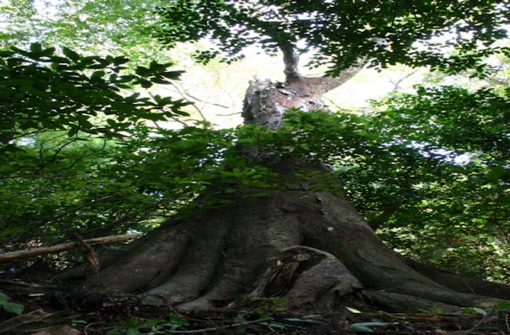 王太子神社の森