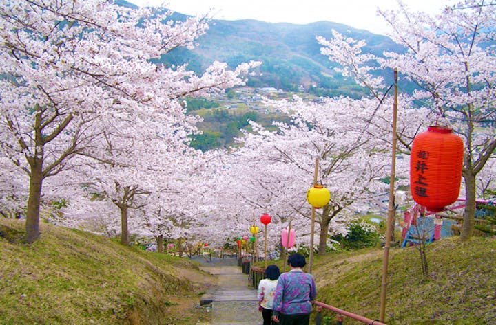 於安パークの千本桜