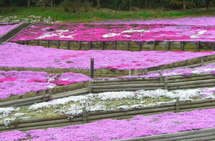 加茂農村公園のシバザクラ