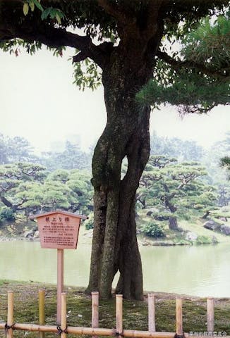 栗林公園の根上りカシ
