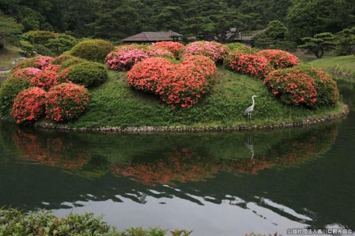 栗林公園のツツジ