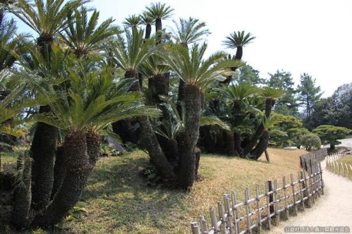 栗林公園のソテツ