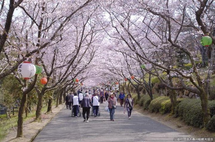公渕森林公園の桜