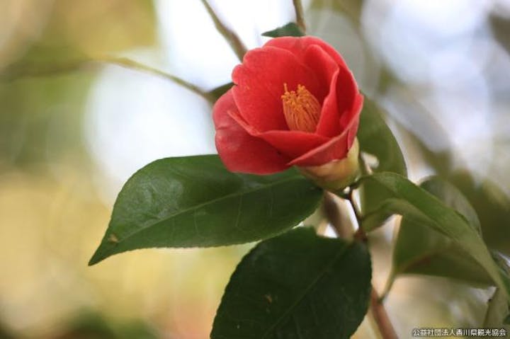 栗林公園のツバキ