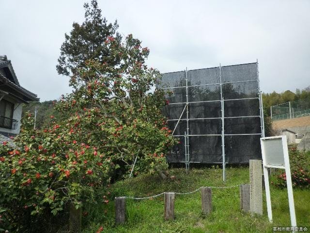 如意輪寺のヤブツバキ（ヒゴツバキ）