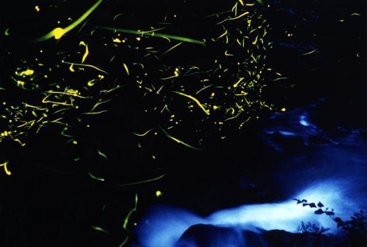 【中止】塩江ホタルまつり