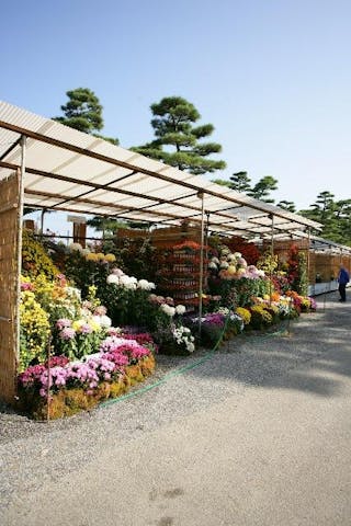 高松市菊花展競技会