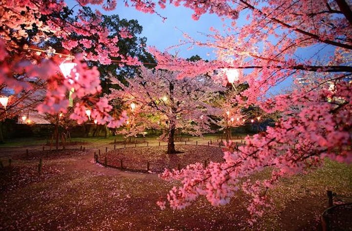 桜見物夜間無料開放（桜の馬場）