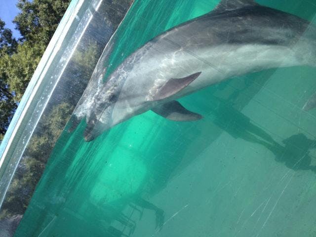 新屋島水族館 アソビュー