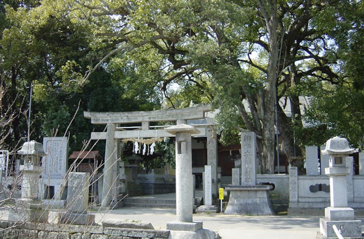 木熊野神社ナギナギの群落
