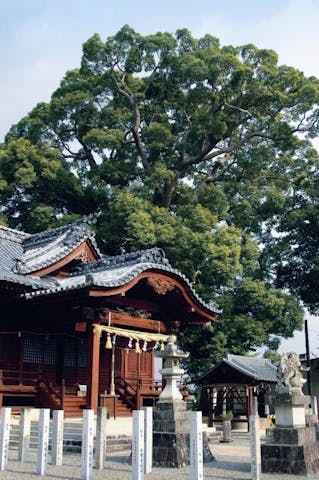日枝神社のクスノキ