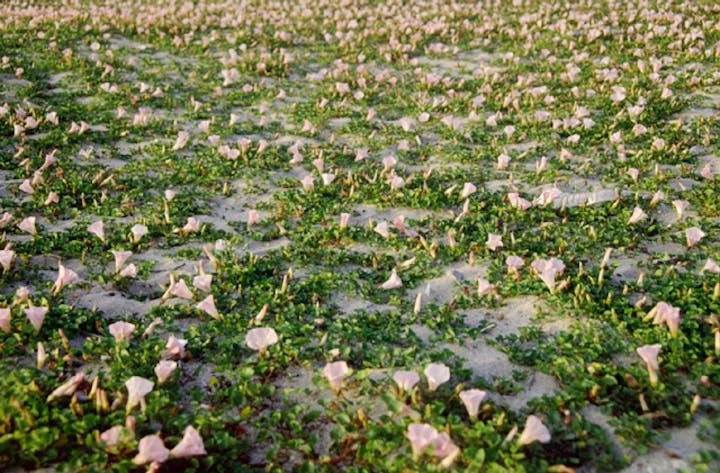 有明浜の海浜植物