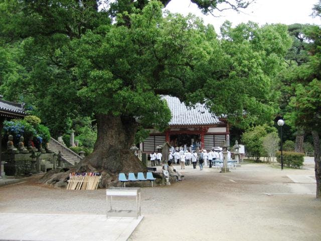 観音寺の大クス
